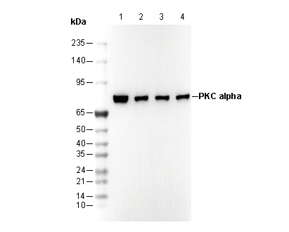 PKCα Antibody