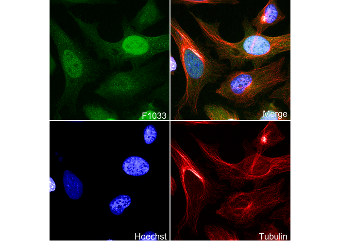 Cyclin A2 Antibody