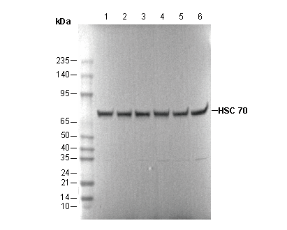 HSPA8/HSC70 Antibody