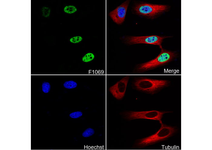 Phospho-c-Jun (Ser63) Antibody