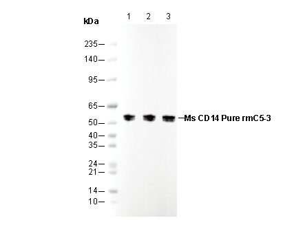CD14 Antibody