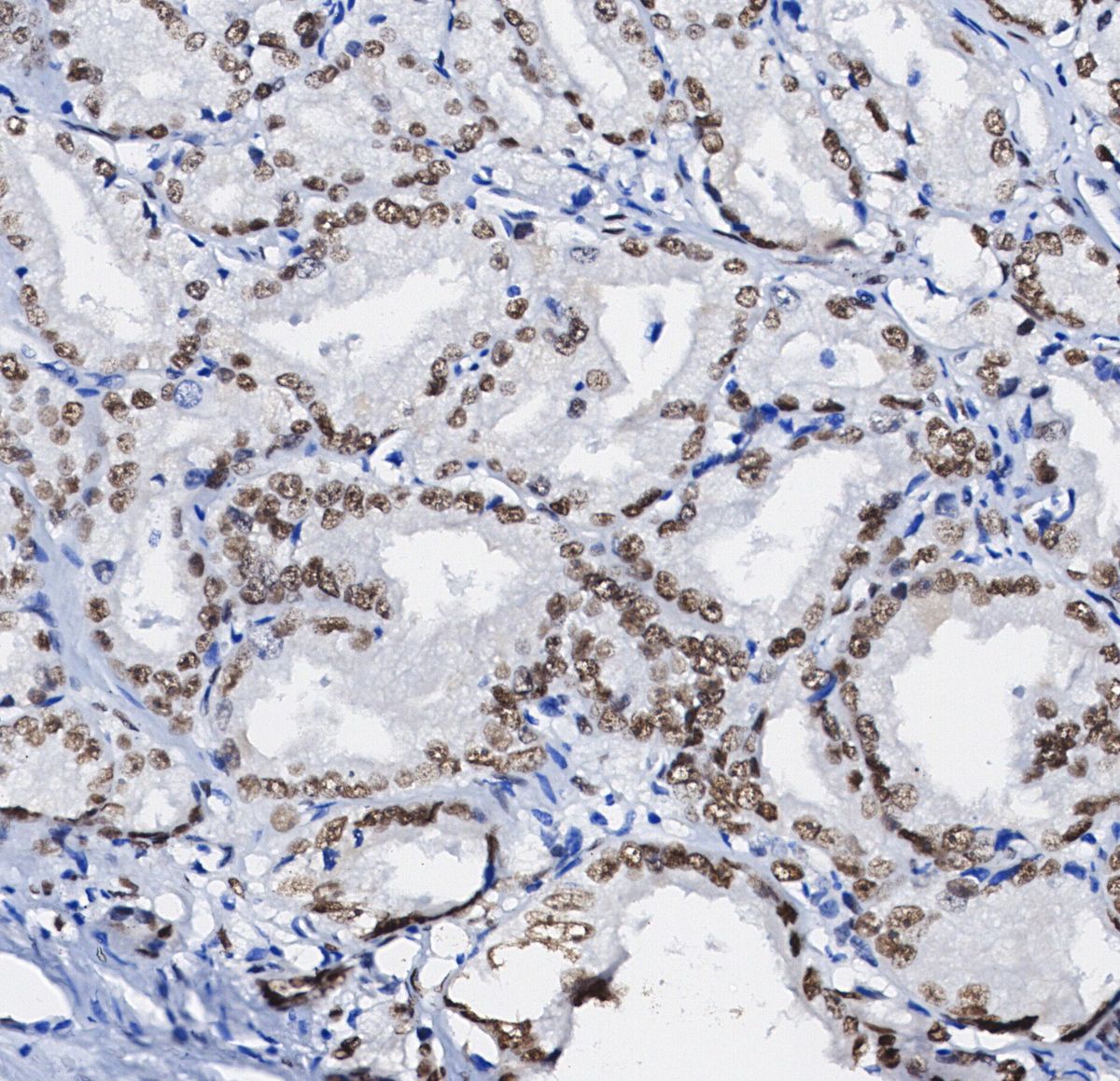 RUNX3 Antibody