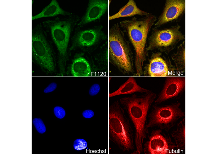 YB1 Antibody