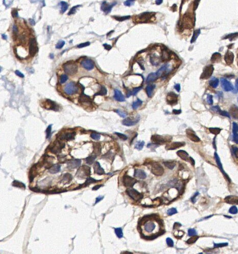 DDB1 Antibody
