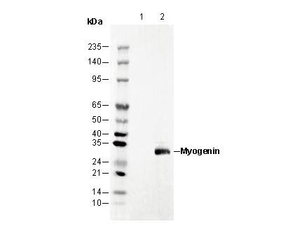 Myogenin Antibody