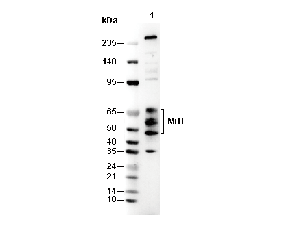 MiTF Antibody