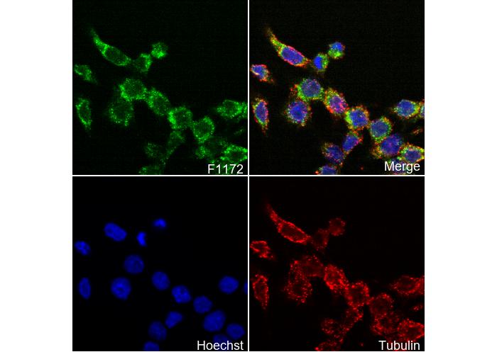ASK1 Antibody