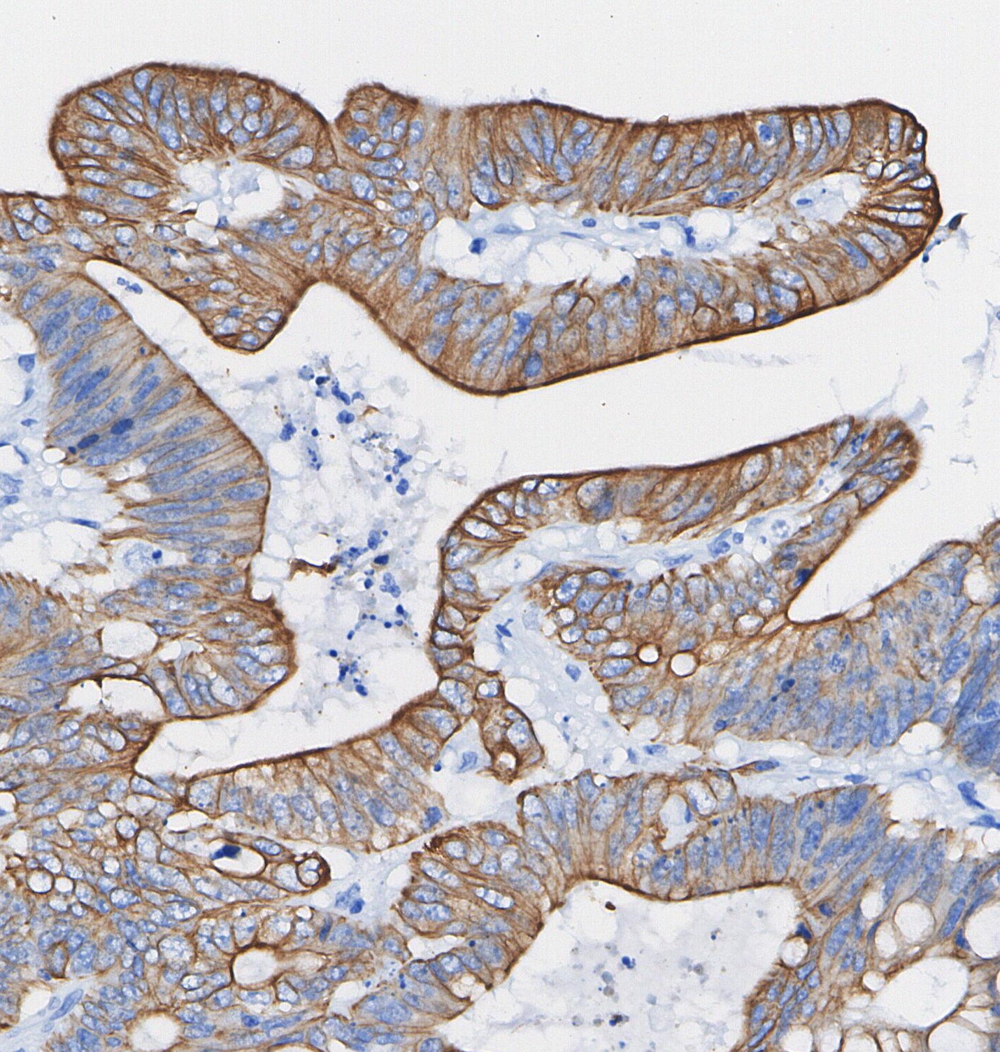 CD9 Antibody