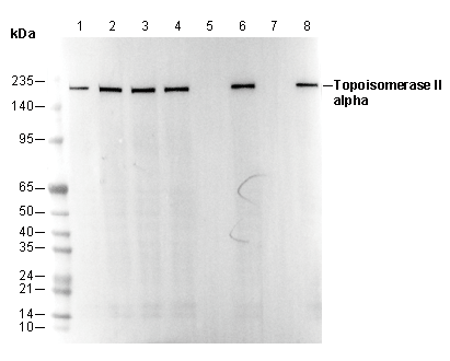 Topoisomerase IIα Antibody