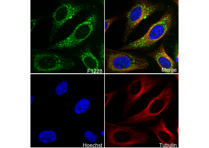 COL1A1 Antibody