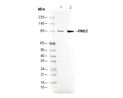 PKD2 Antibody