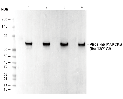 Phospho-MARCKS (Ser167/170) Antibody