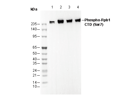 Phospho-Rpb1 CTD (Ser7) Antibody
