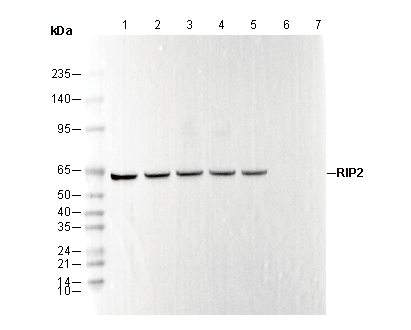 RIP2 Antibody