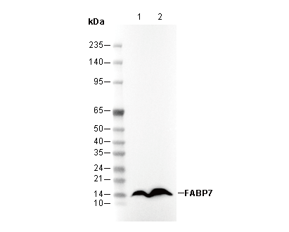 FABP7 Antibody