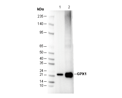 GPX1 Antibody