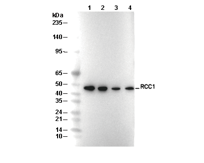 RCC1 Antibody