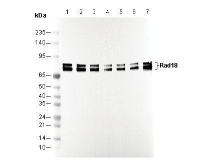 Rad18 Antibody