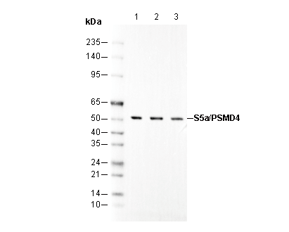 S5a/PSMD4 Antibody