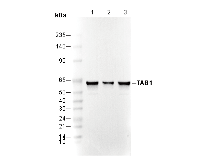TAB1 Antibody