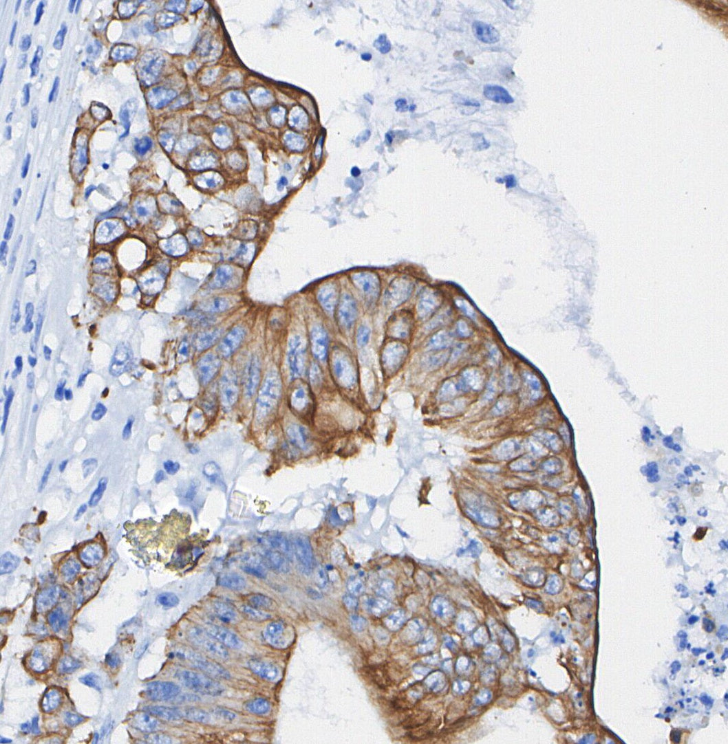 EphB4 Antibody