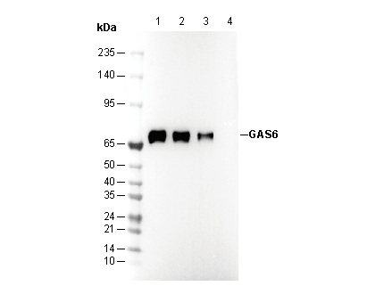 GAS6 Antibody