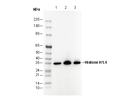 Histone H1.4 Antibody