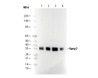 Spry2 Antibody