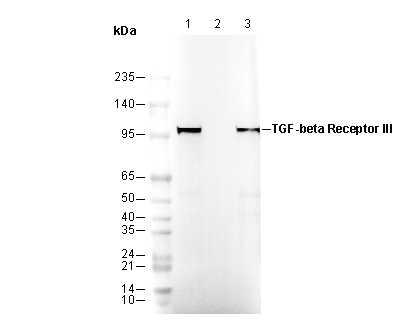 TGF-β Receptor III Antibody