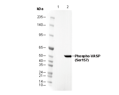 Phospho-VASP (Ser157) Antibody