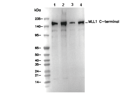 MLL1 C-terminal Antibody