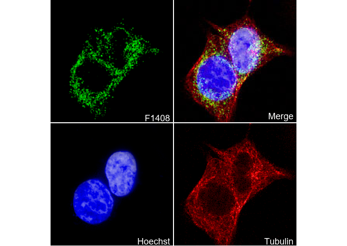 PGRMC1 Antibody