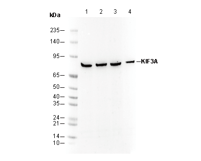 KIF3A Antibody