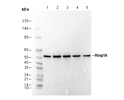 Ring1A Antibody