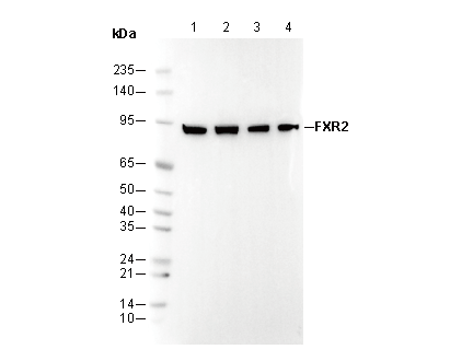 FXR2 Antibody