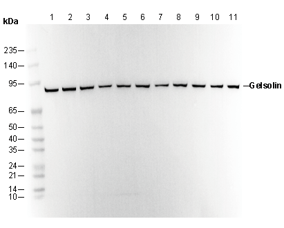 Gelsolin Antibody