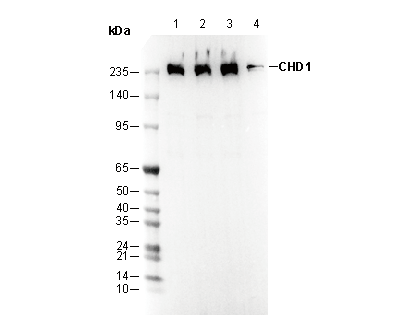 CHD1 Antibody