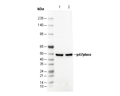 p47phox Antibody