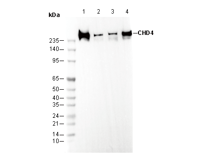 CHD4 Antibody