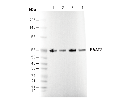 EAAT3 Antibody
