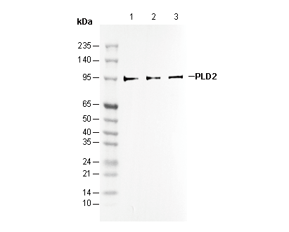 PLD2 Antibody