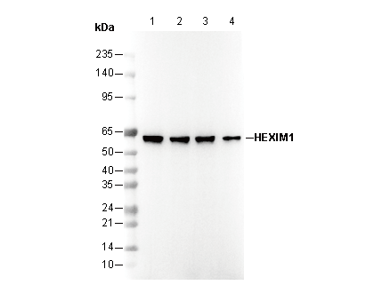 HEXIM1 Antibody