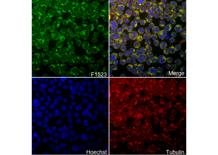 CXCL12/SDF-1 Antibody