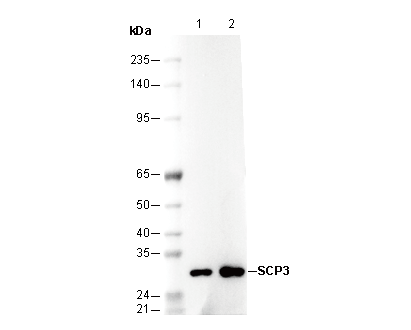 SCP3 Antibody