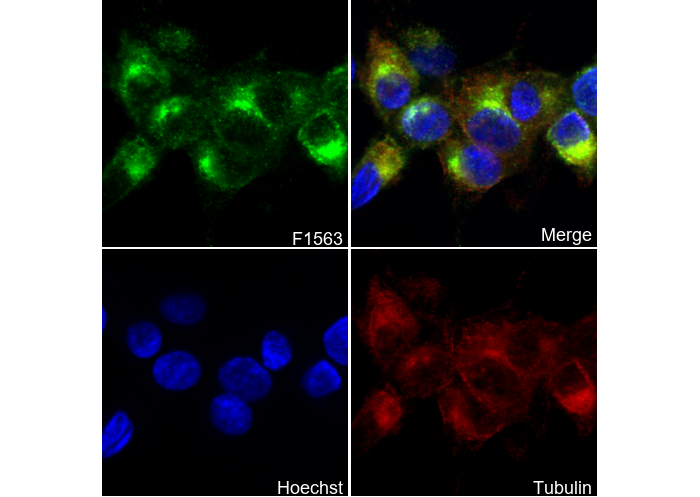 LRP1 Antibody