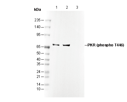 Phospho-PKR (Thr446) Antibody