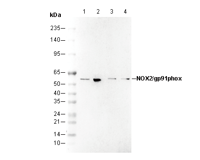 NOX2/gp91phox Antibody