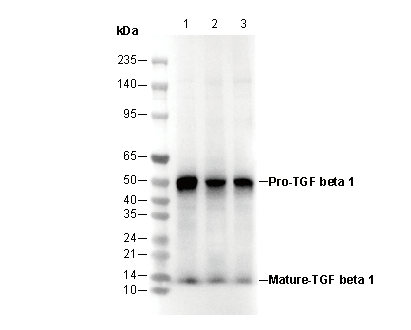 TGF β1 Antibody