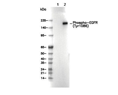 Phospho-EGFR (Tyr1086) Antibody