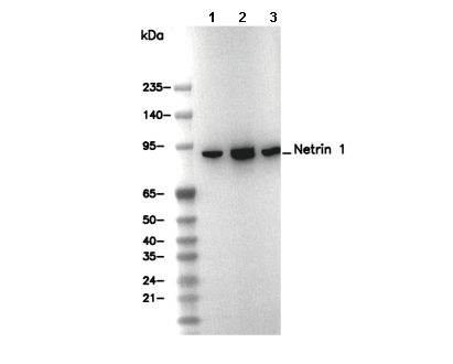 Netrin 1 Antibody